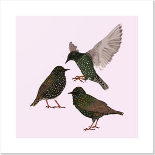 Starlings Posters and Art